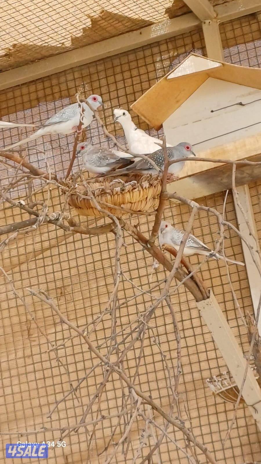 محميه خارجيه ياكريم ويمام وزيبرا دوڤ8