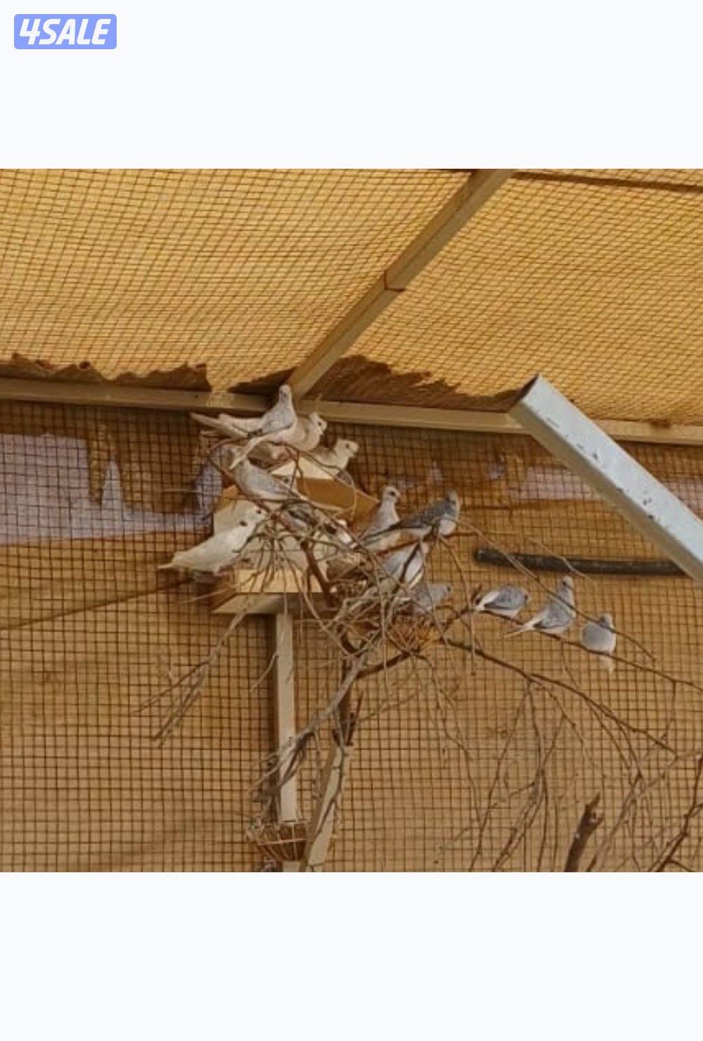 محميه خارجيه ياكريم ويمام وزيبرا دوڤ10