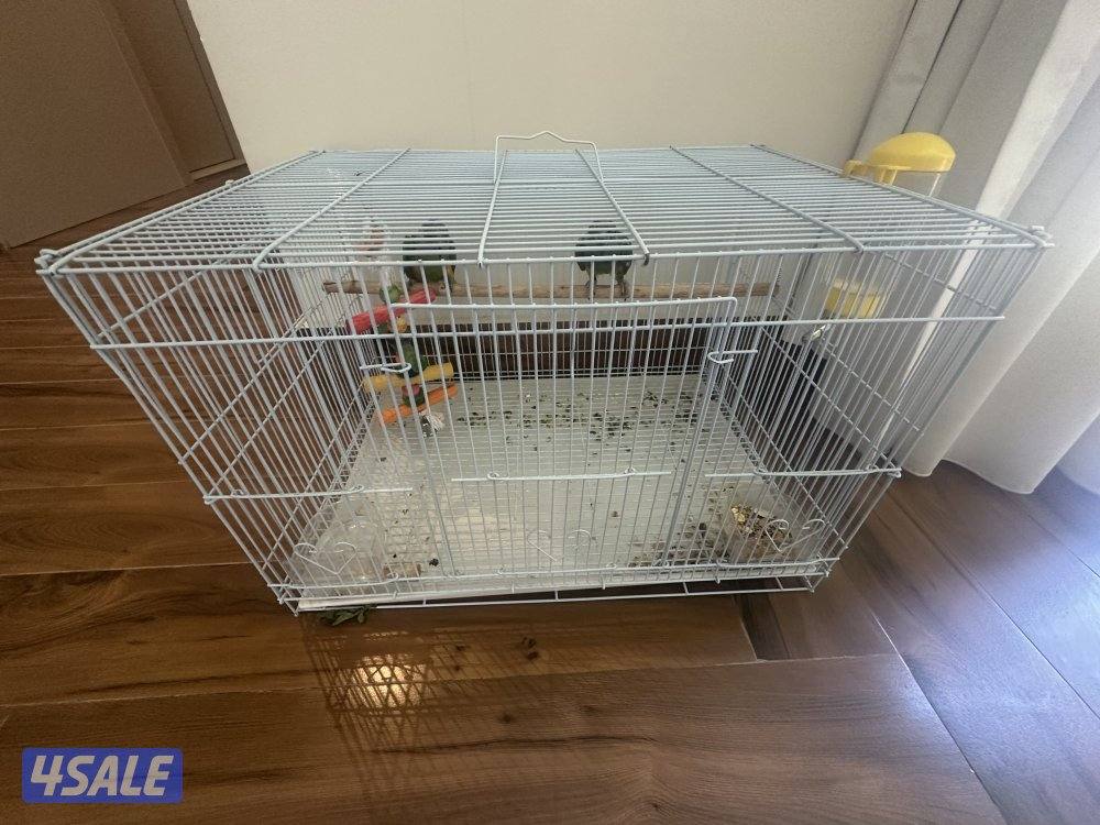 زوج ببغاء سنغالي1