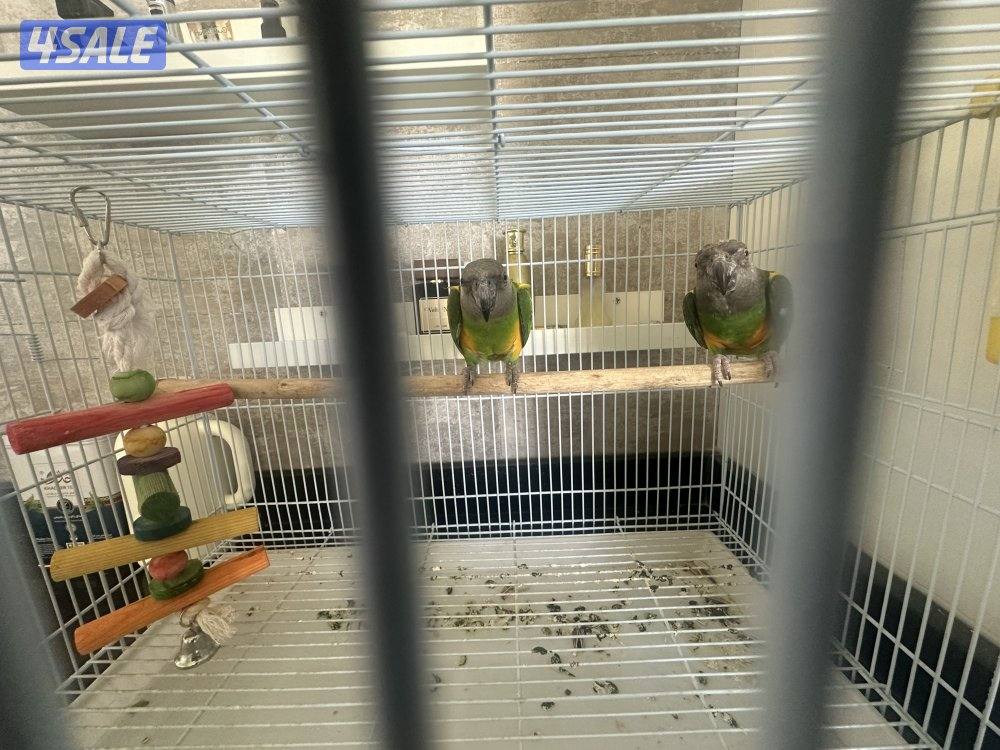 زوج ببغاء سنغالي2