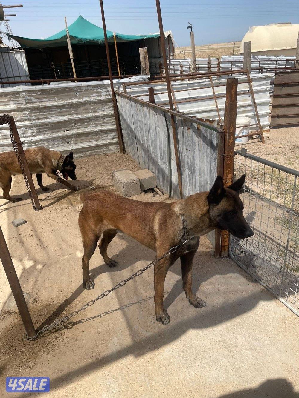 كلاب مالينوا0