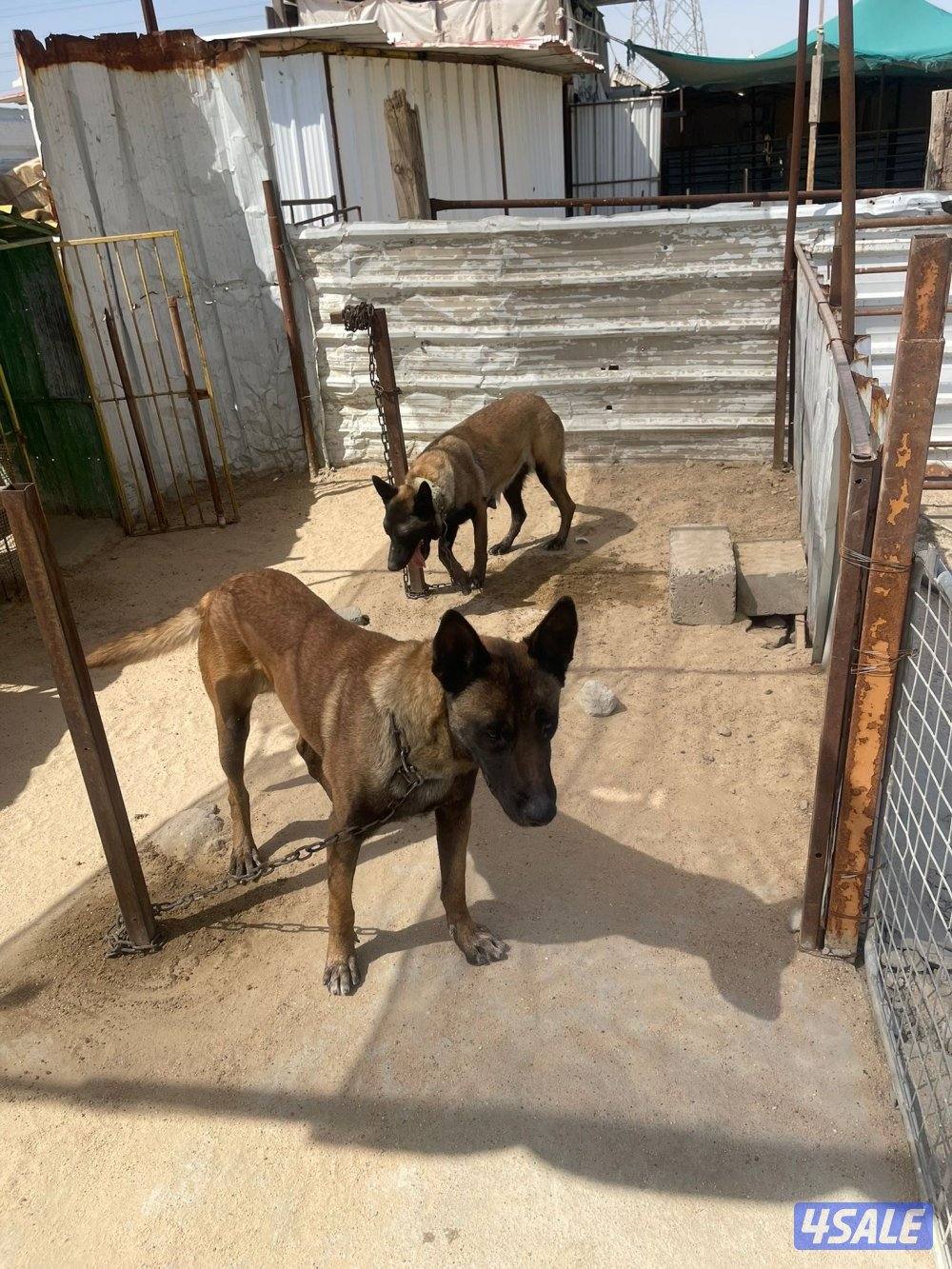 كلاب مالينوا1