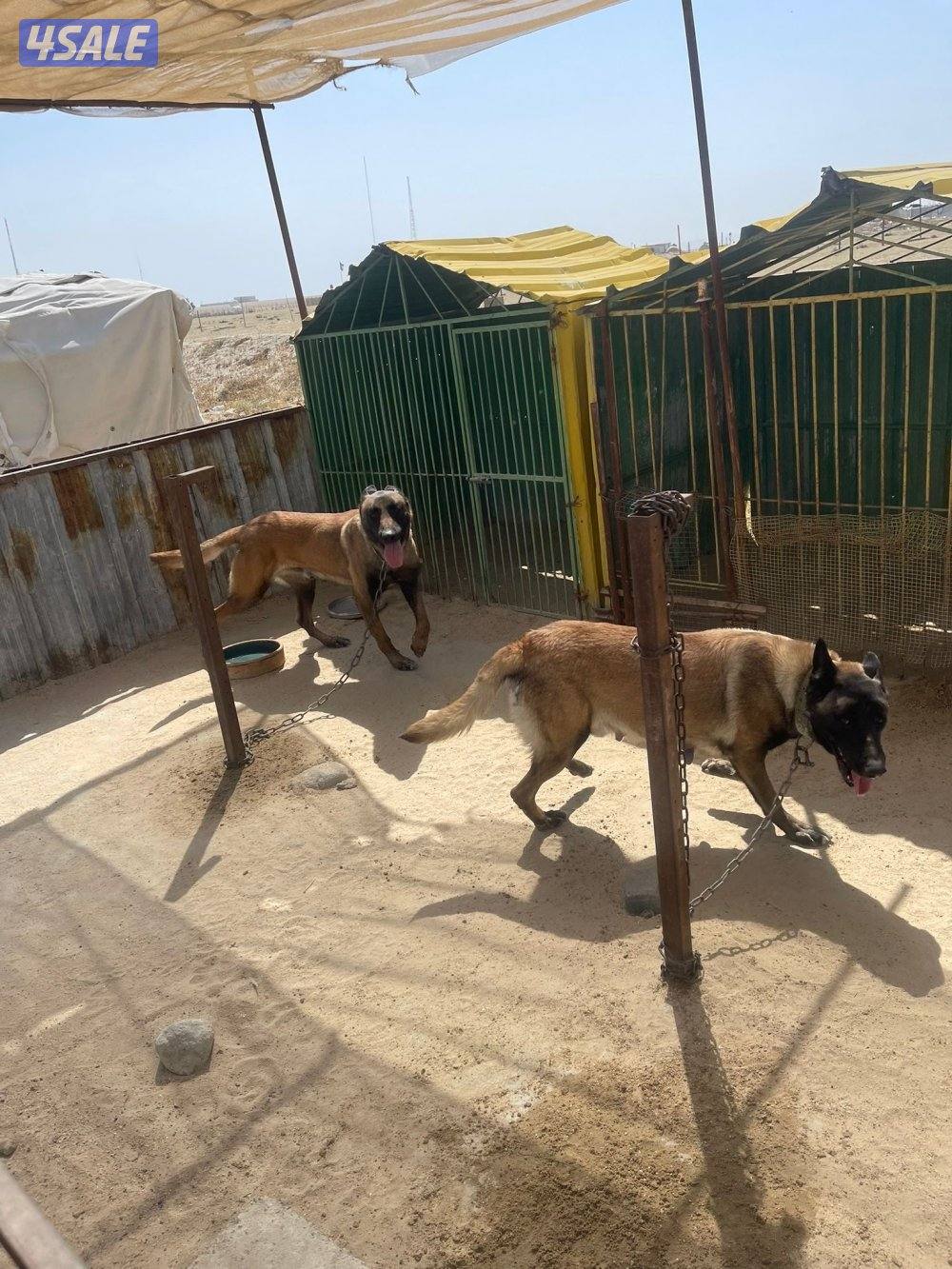 كلاب مالينوا2