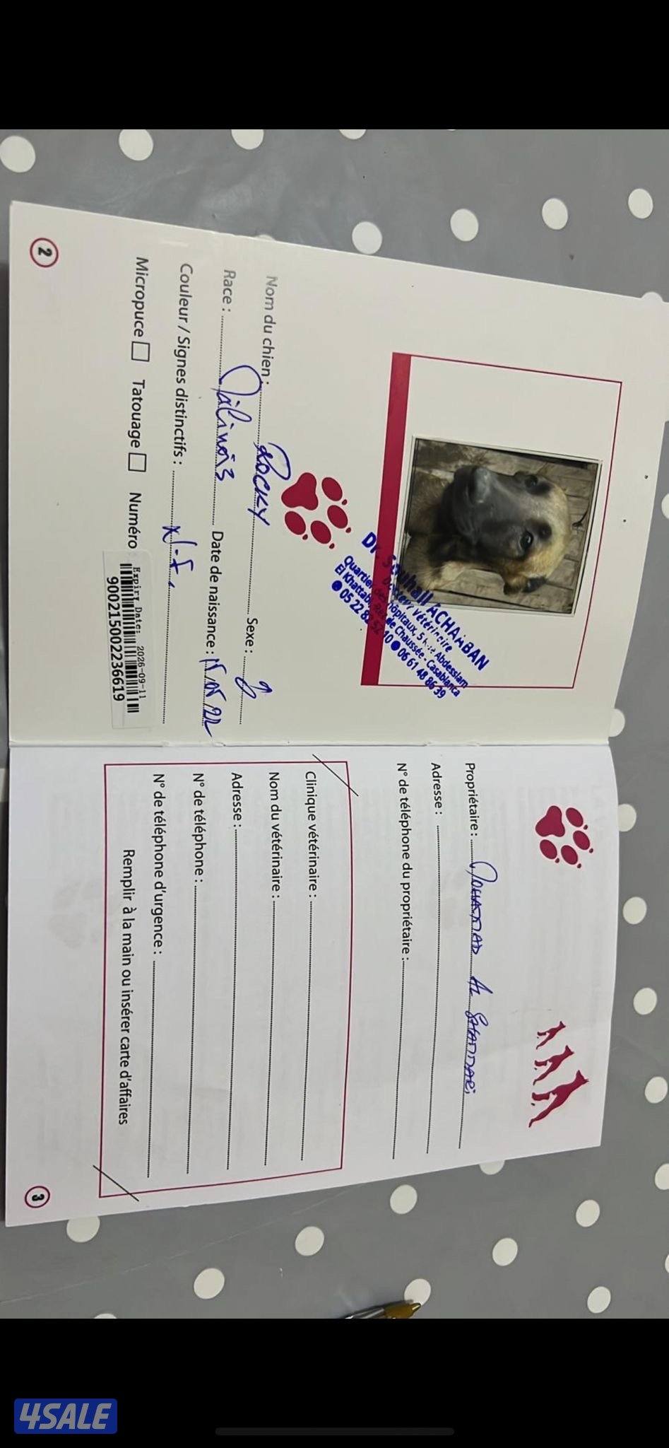 كلاب مالينوا3