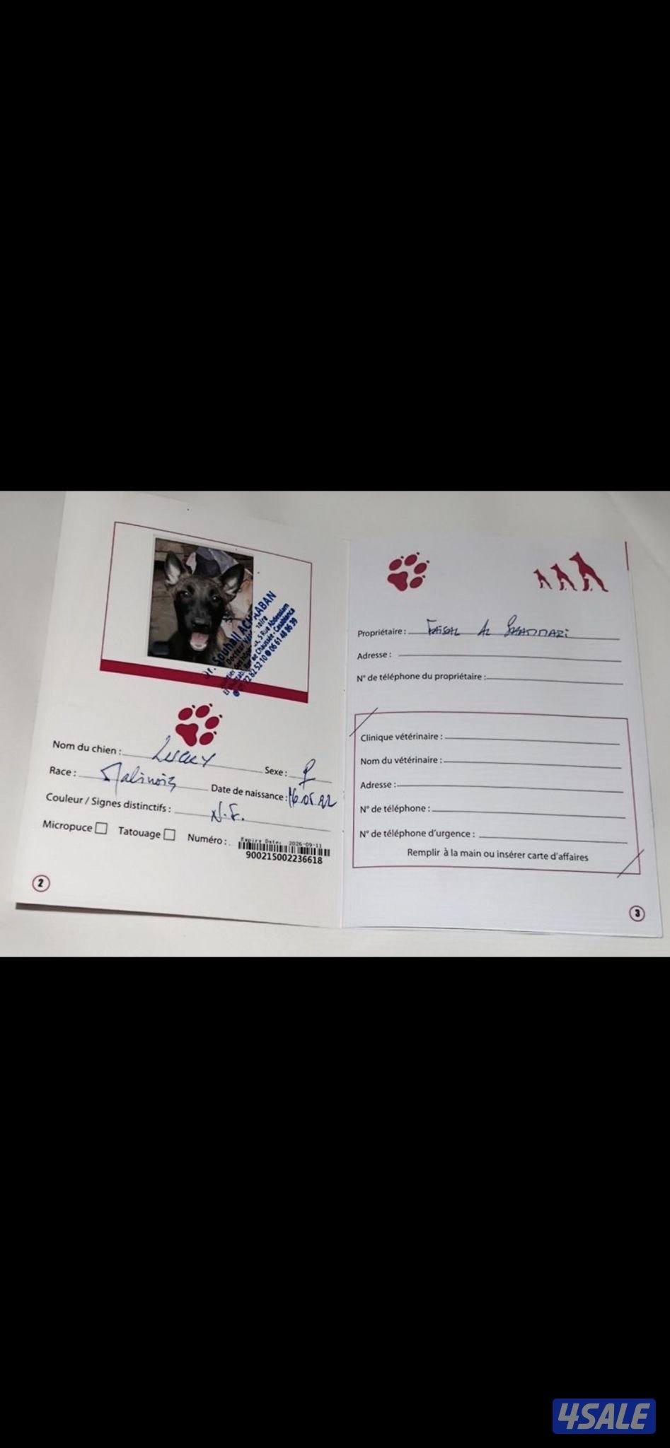 كلاب مالينوا4