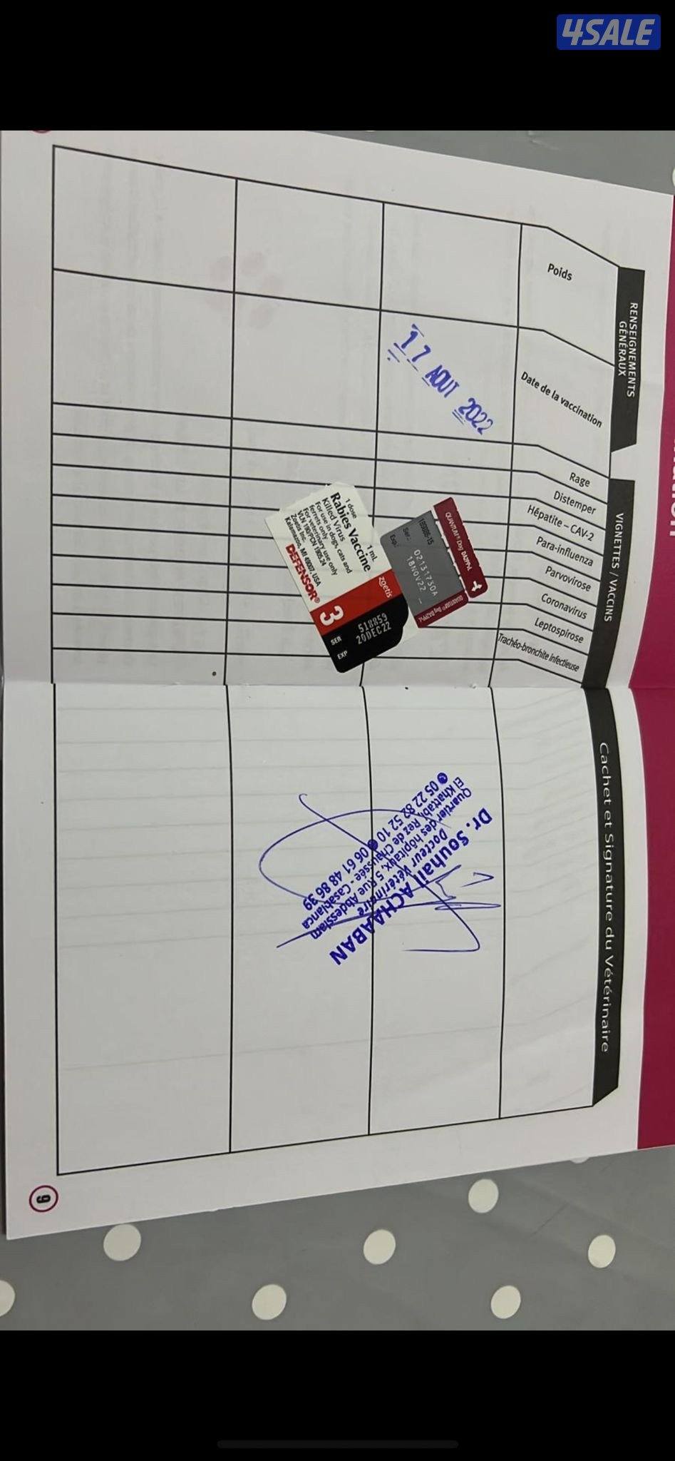 كلاب مالينوا5