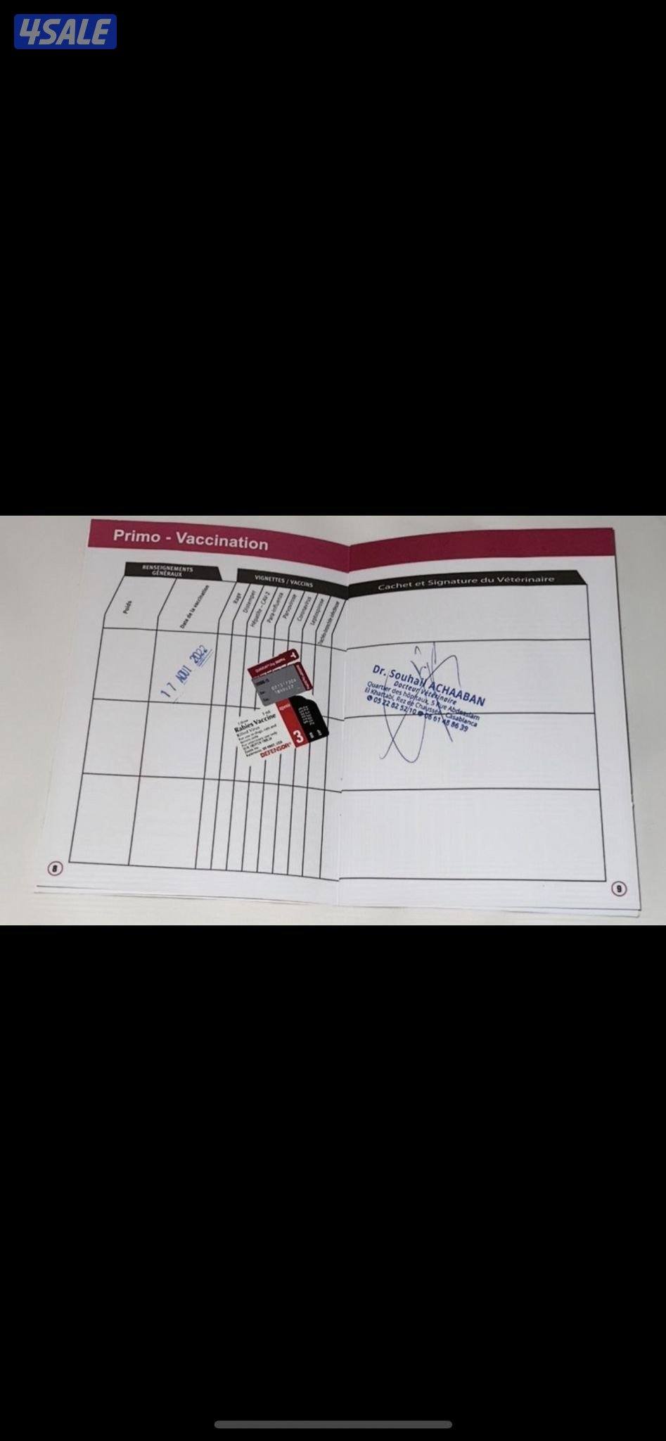 كلاب مالينوا8