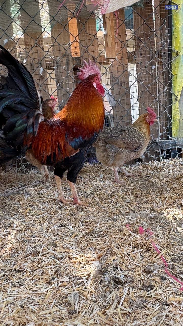 دجاج العربي القديم الفاخر0