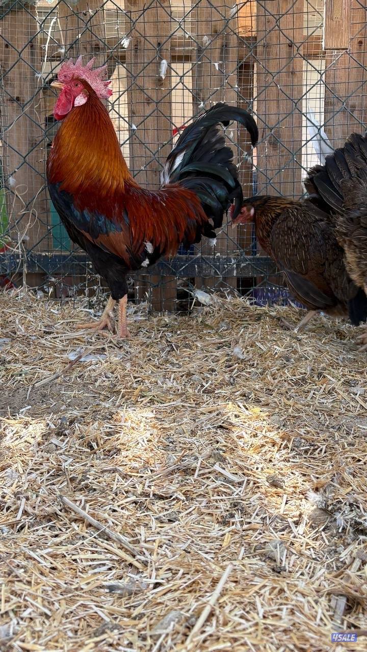 دجاج العربي القديم الفاخر1