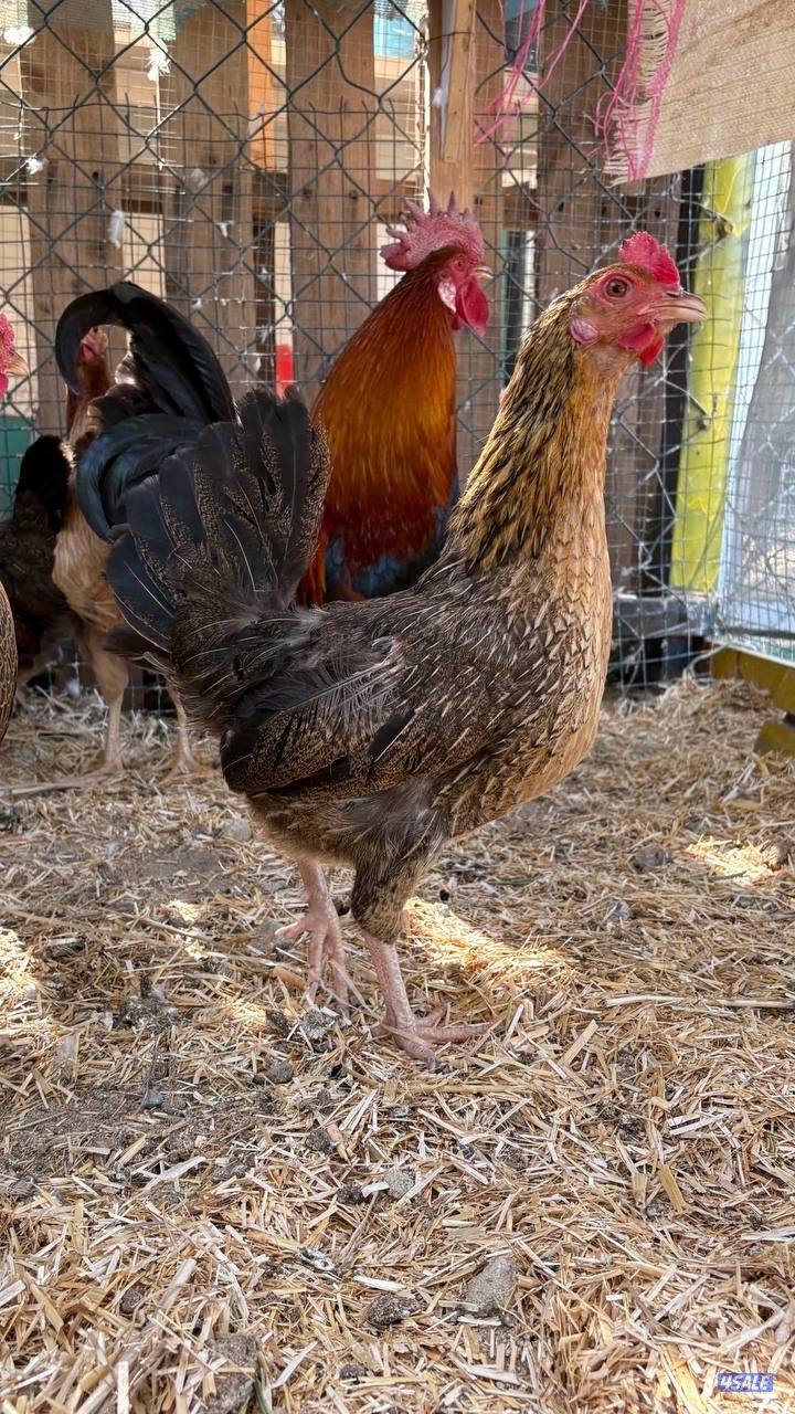 دجاج العربي القديم الفاخر2