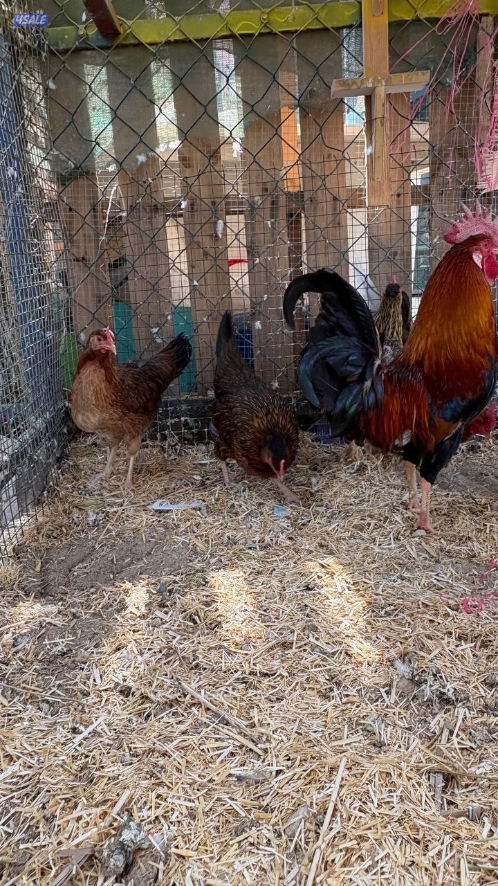 دجاج العربي القديم الفاخر4