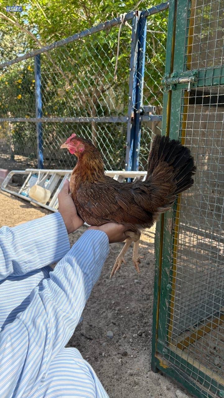 دجاج العربي القديم الفاخر3