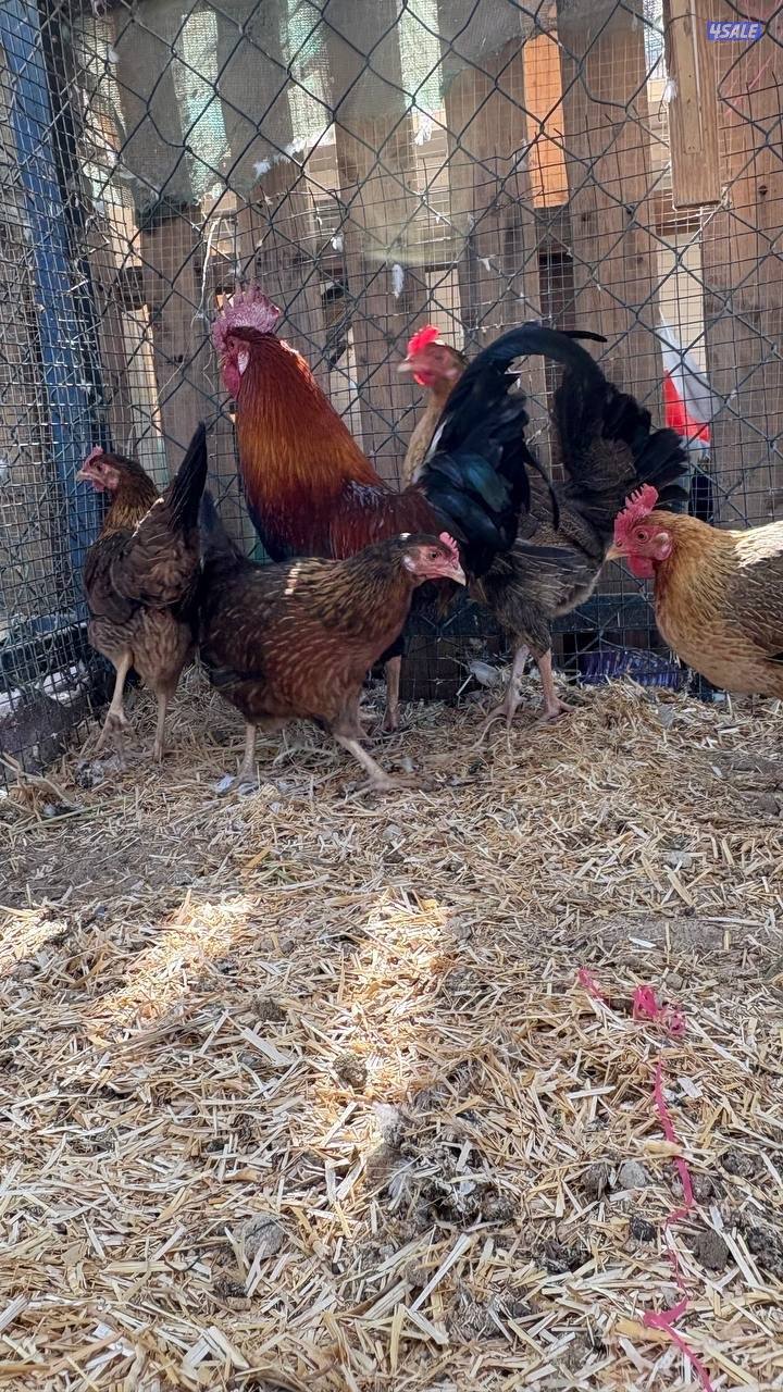 دجاج العربي القديم الفاخر6