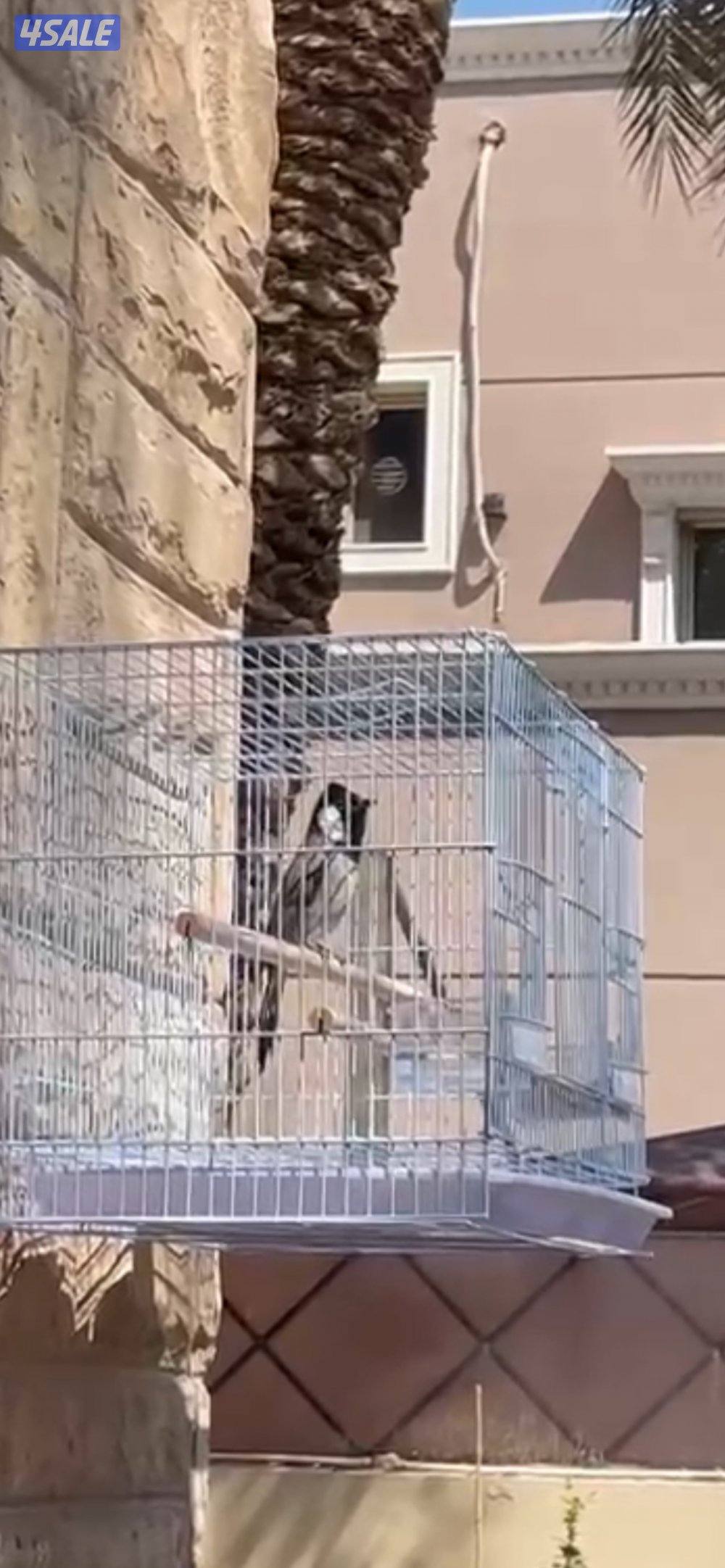 بلبل حجم جانبو صوت عالي0