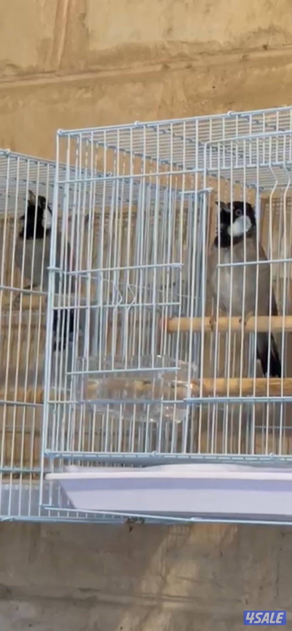 بلبل حجم جانبو صوت عالي1