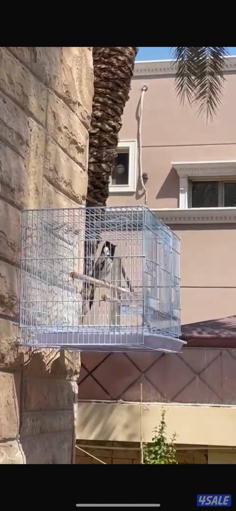 بلبل حجم جانبو صوت عالي2