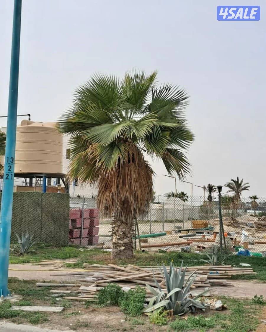 للايجار ارض فضاء بالخيران مساحة ١٢٣٤ ترى البحر مباشرة0