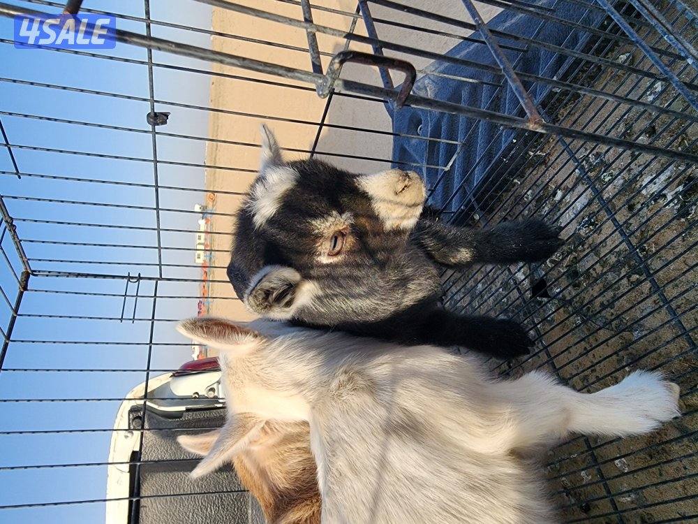 تيوس جيكيات0