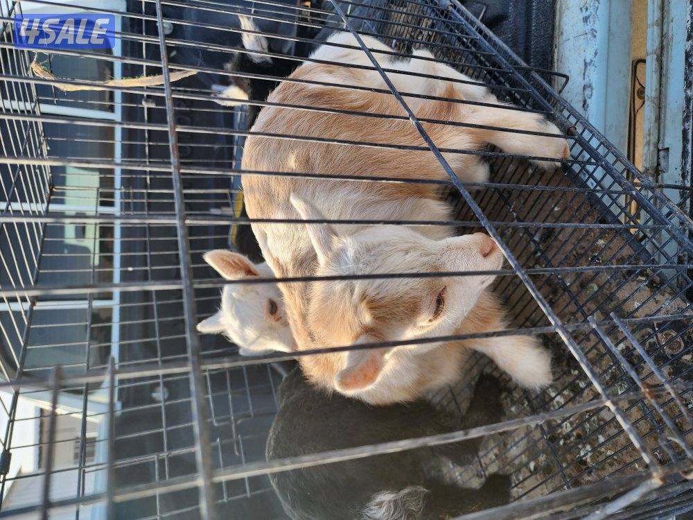 تيوس جيكيات1