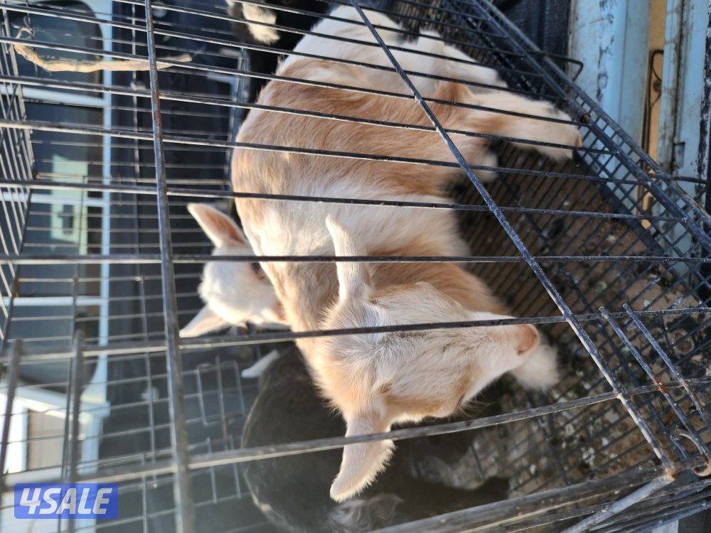 تيوس جيكيات2