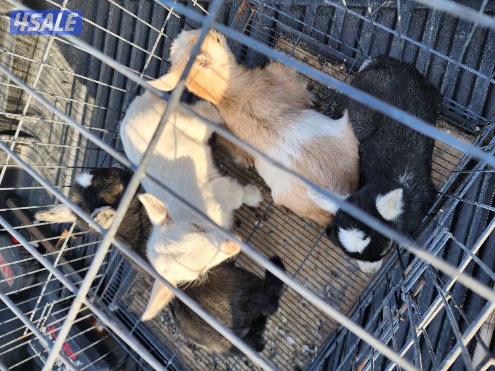 تيوس جيكيات3