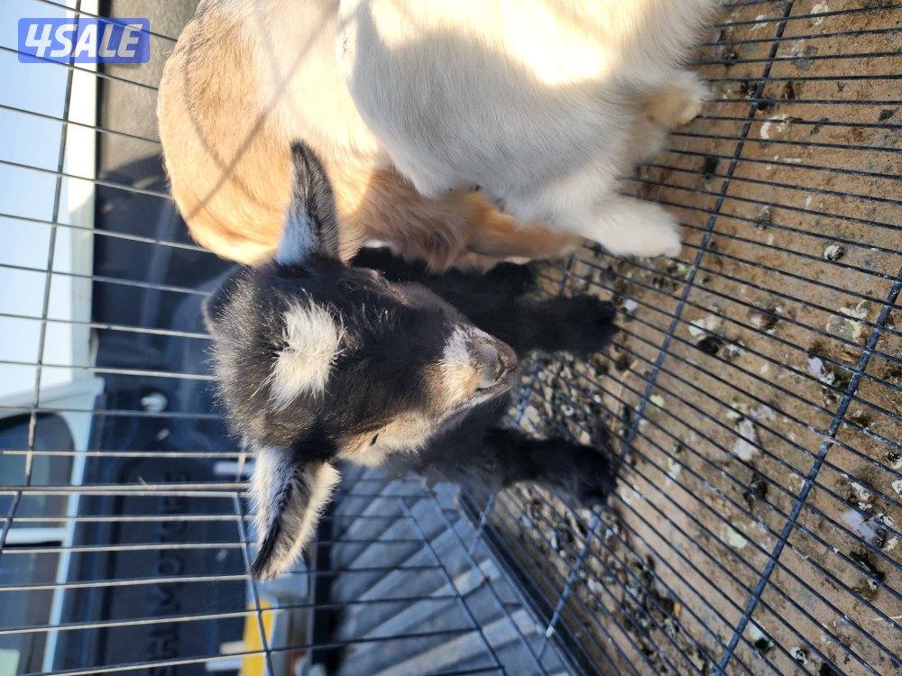 تيوس جيكيات4