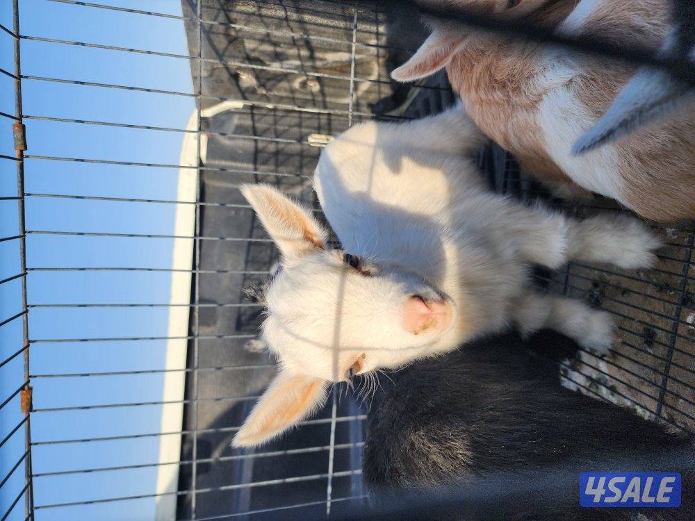 تيوس جيكيات5