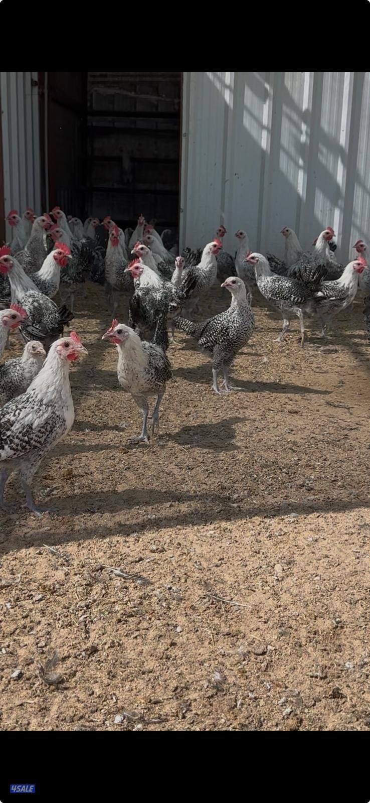 🐓للبيع دجاج فيومي‼️0