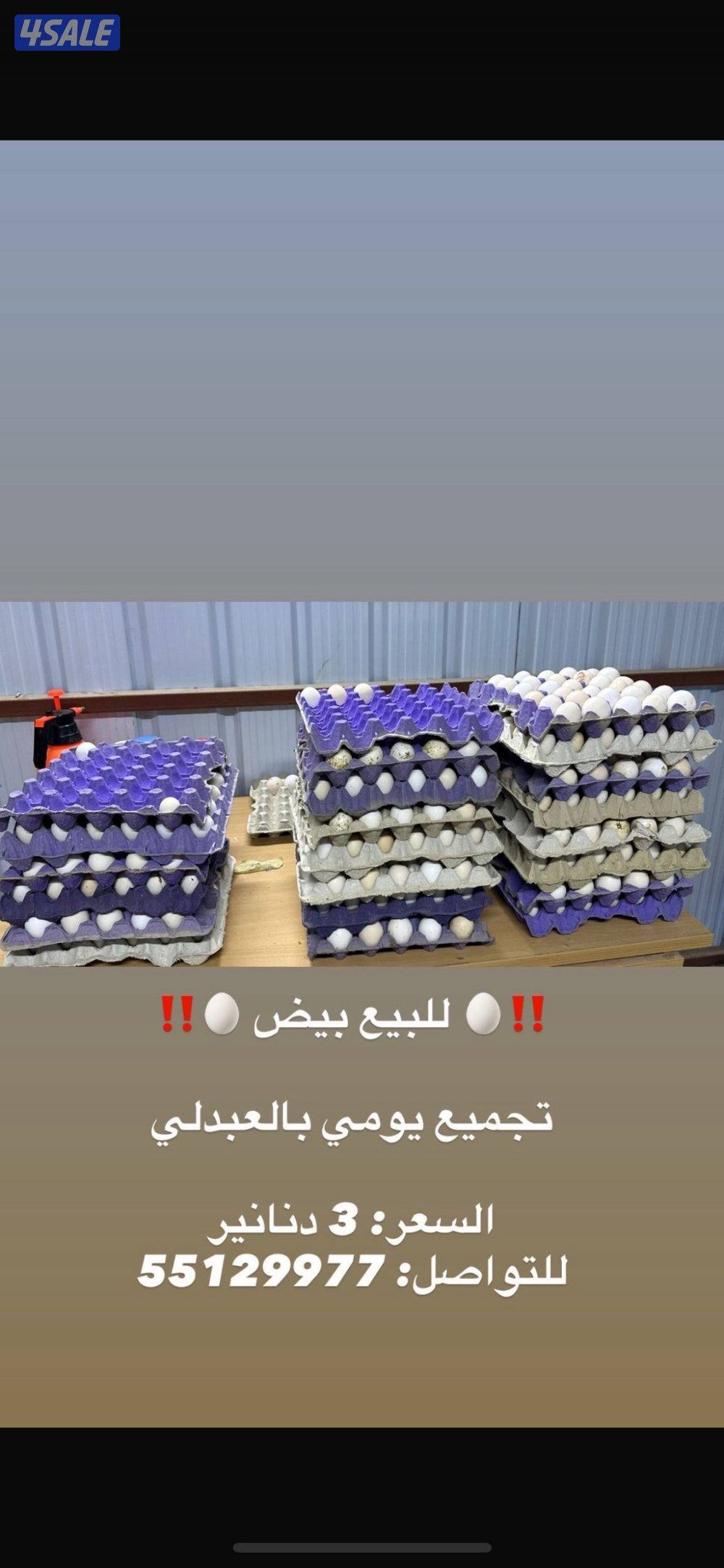 ‼️للبيع بيض دجاج تجميع يومي🥚0