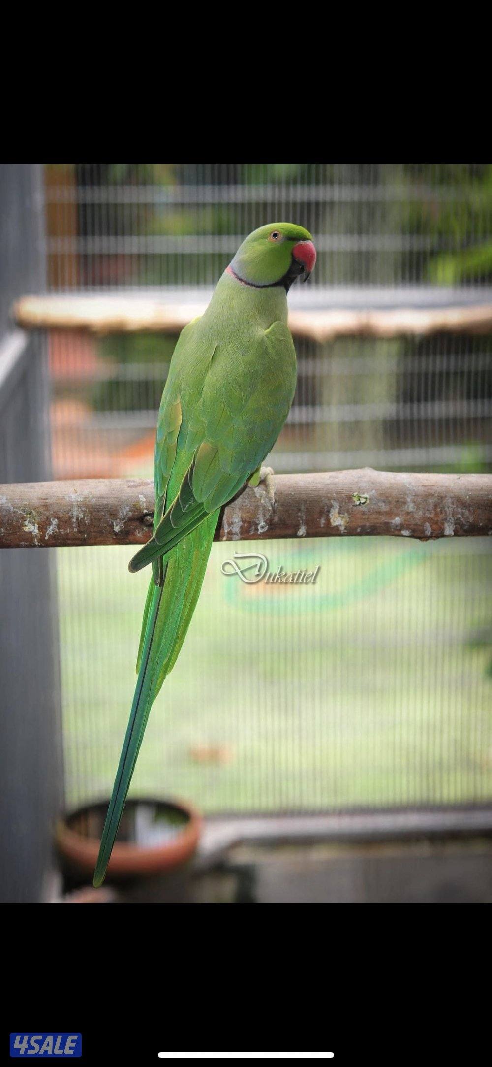 فروخ بيبي متوه عس1