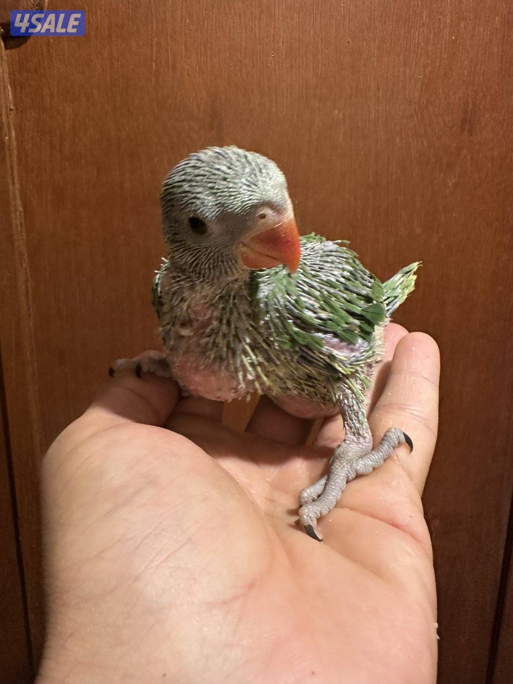 فروخ بيبي متوه عس2