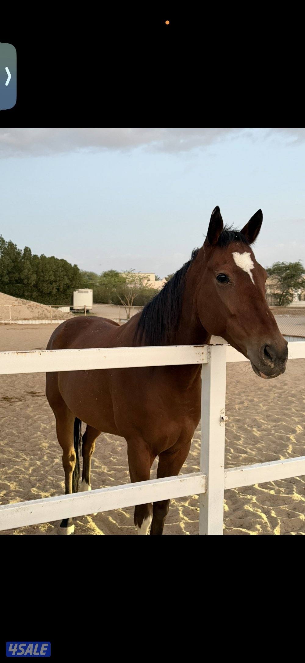 للبيع خيل انقليزي ما يشكي من شي وهادي يركبه الصغير0