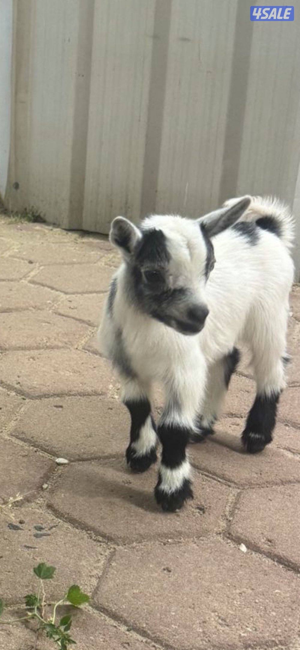 للبيع تيوس جيكيه0