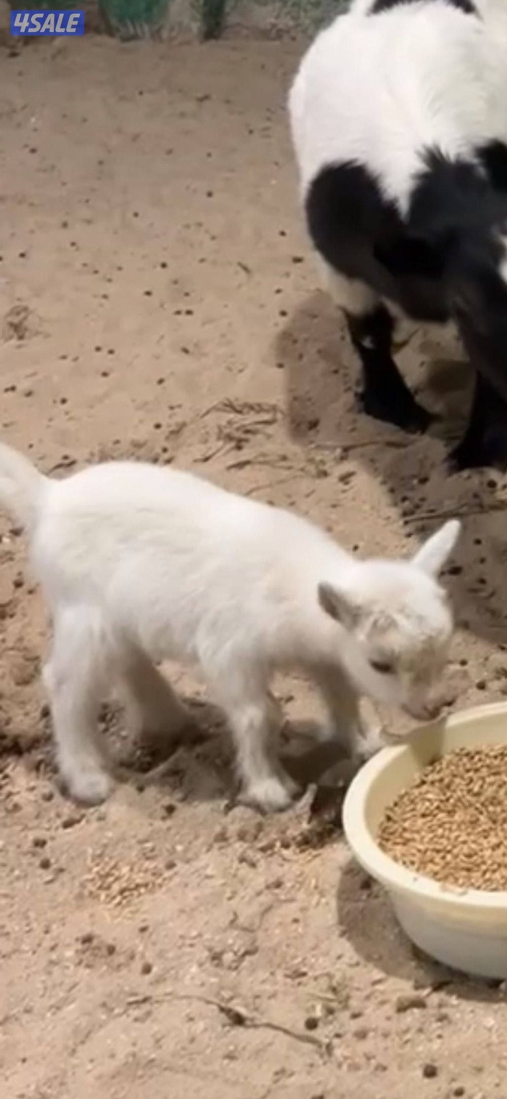 للبيع تيوس جيكيه1