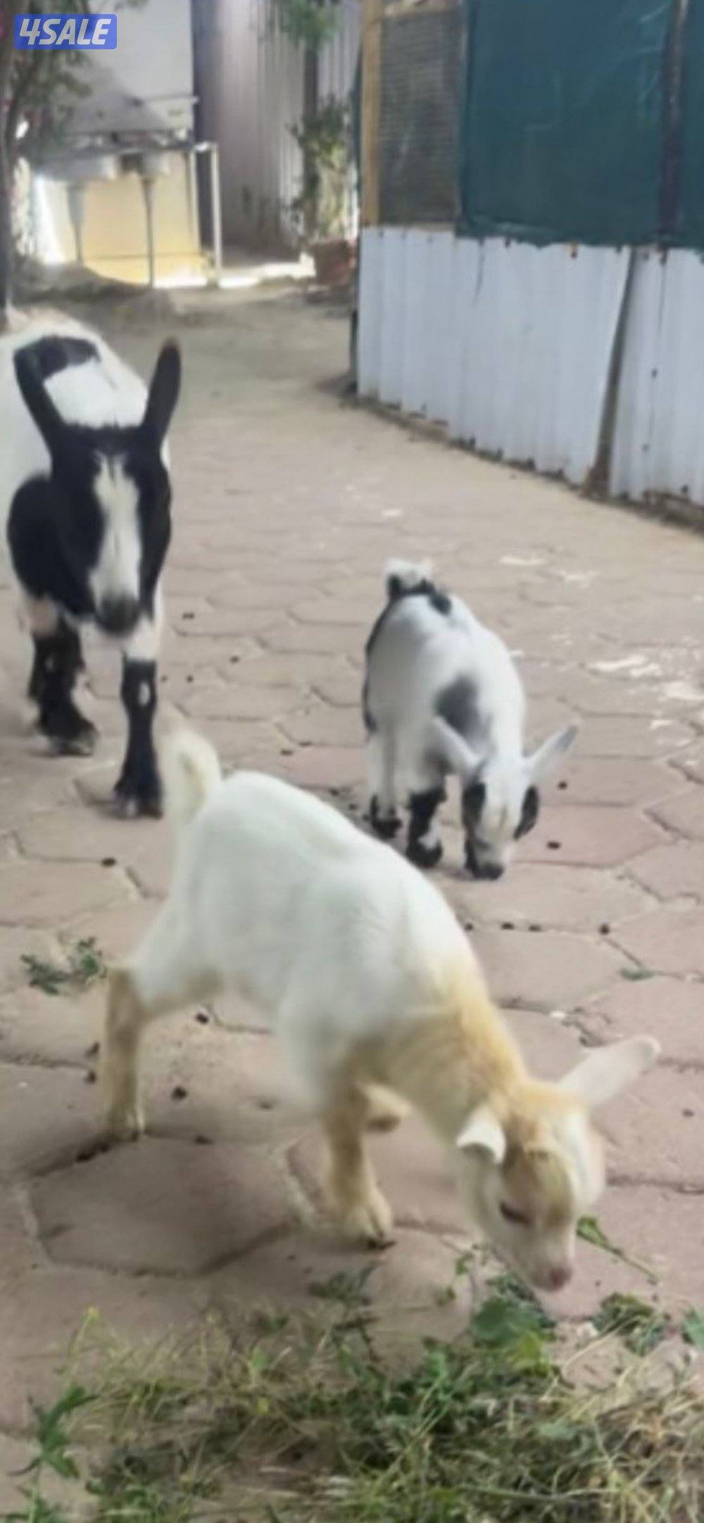 للبيع تيوس جيكيه2