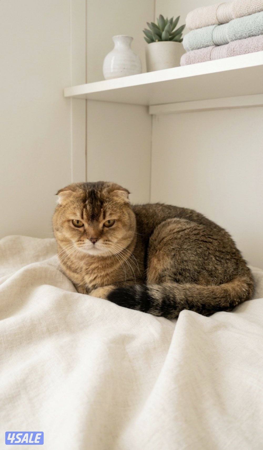 للبيع عدد من القطط0