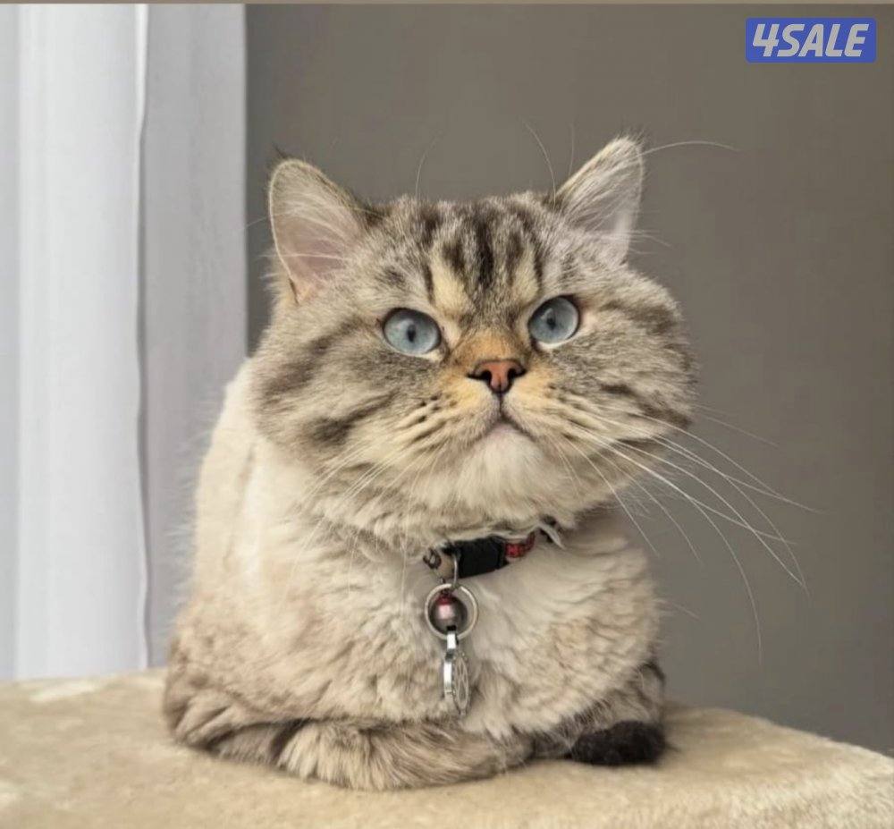 للبيع عدد من القطط1