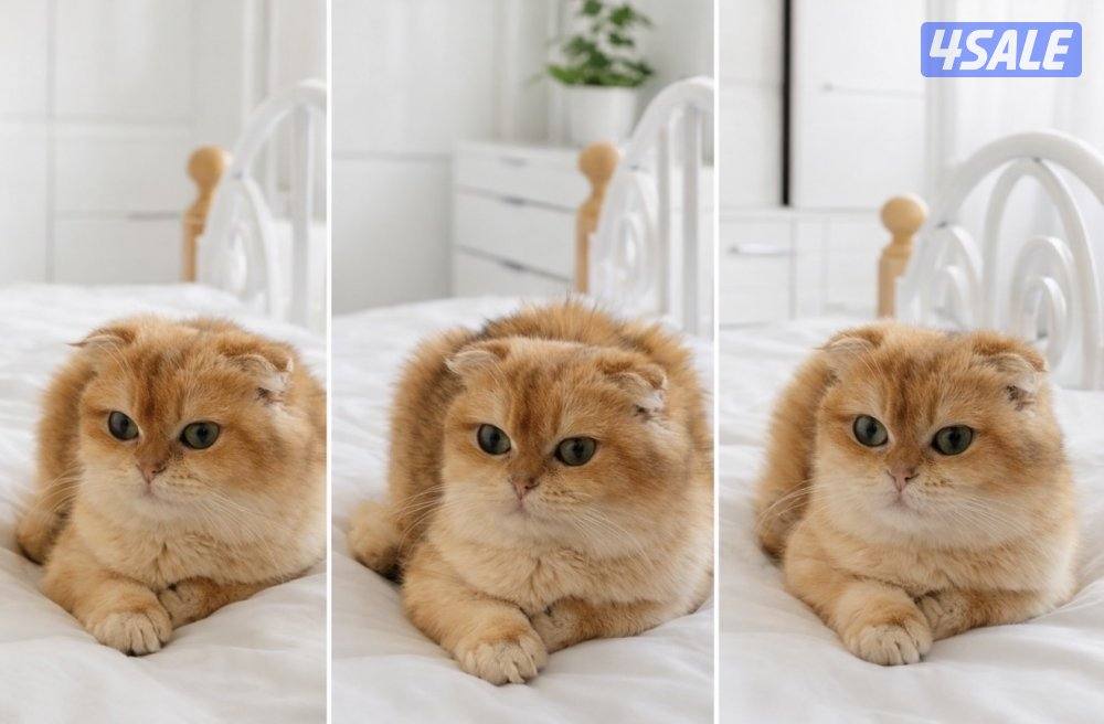 للبيع عدد من القطط3