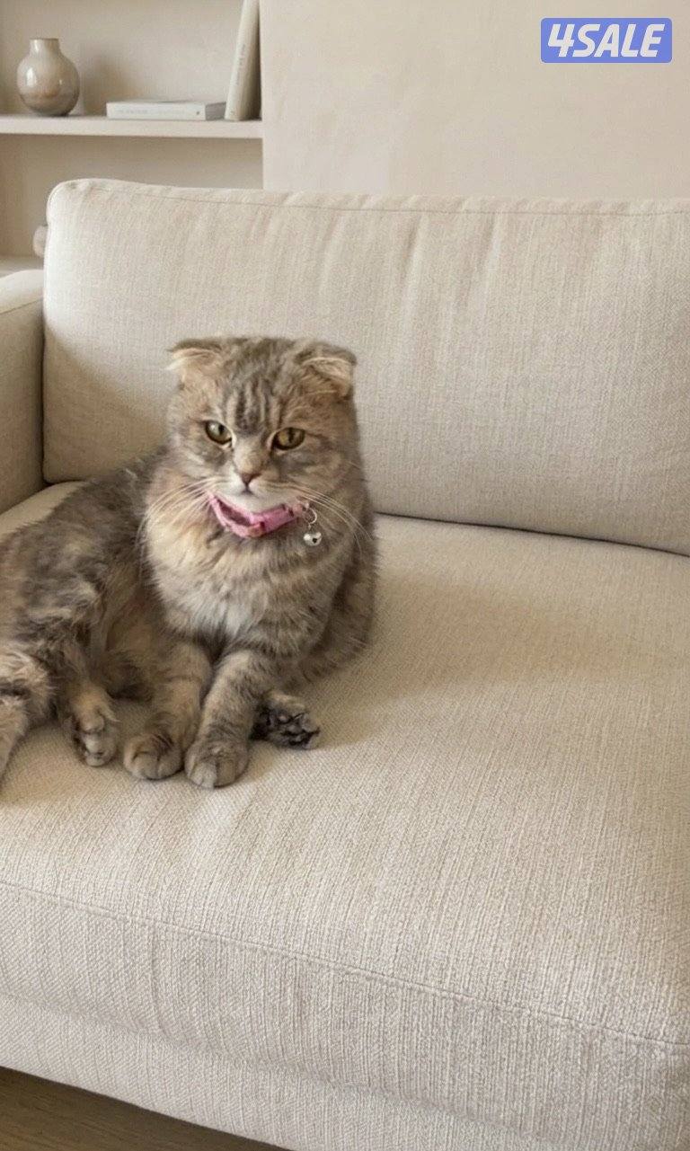 للبيع عدد من القطط4