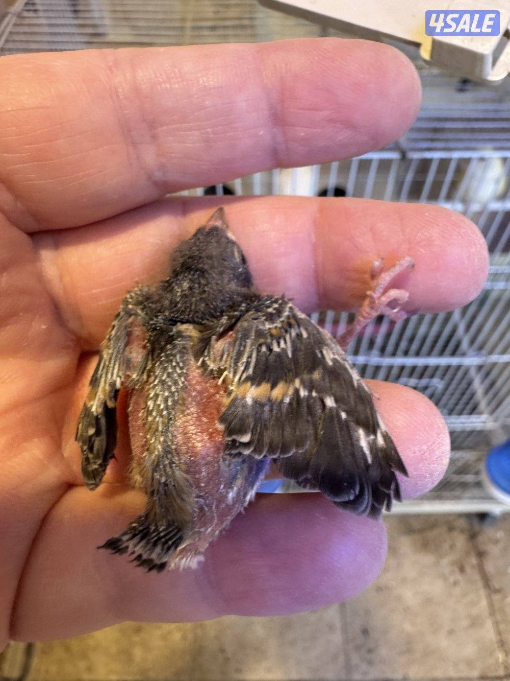 فرخ سسكن لون احمر0