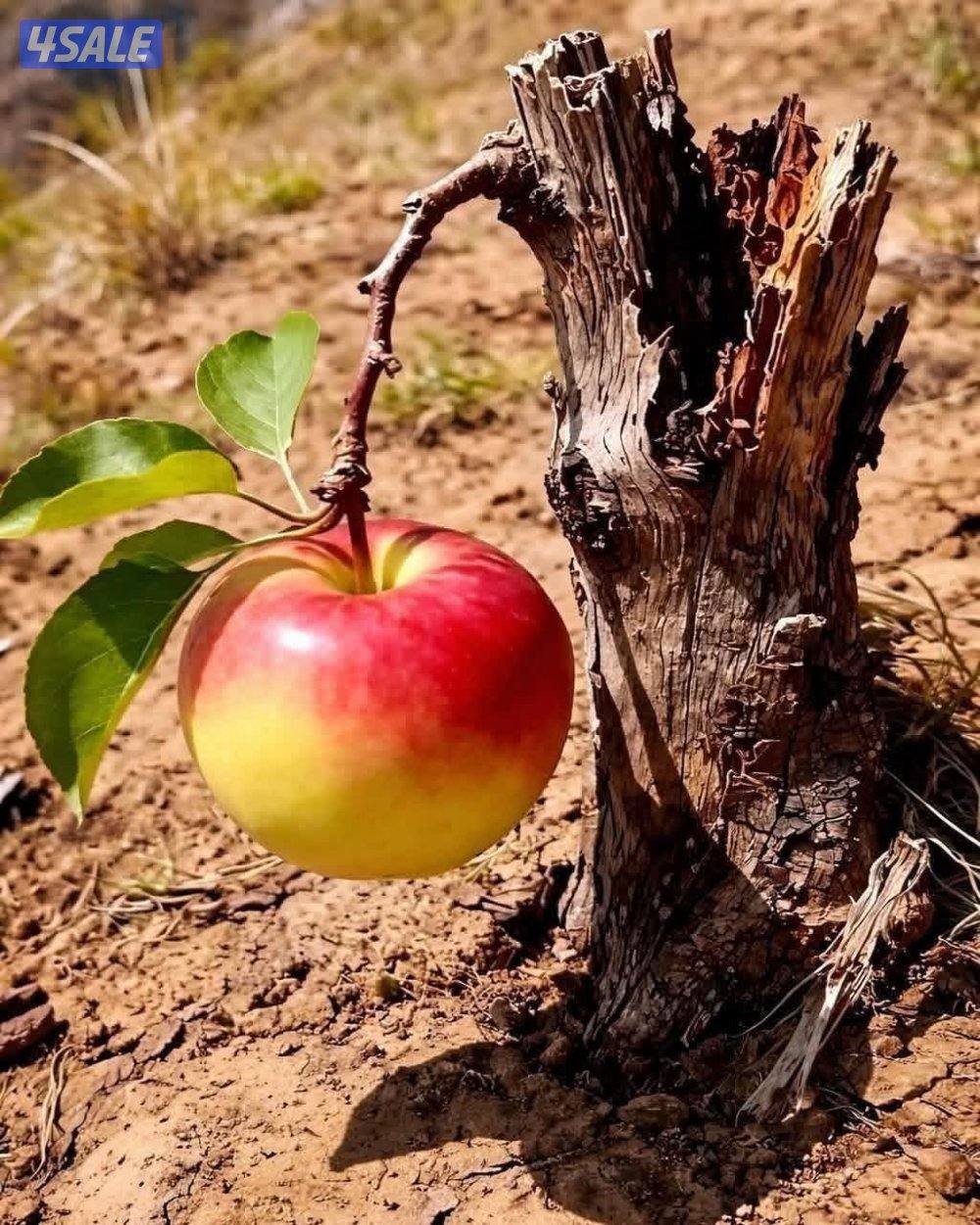 للإيجار حكومى وقسايم وشقق وأدوار وإستديوهات بعموم مناطق الجهراء0