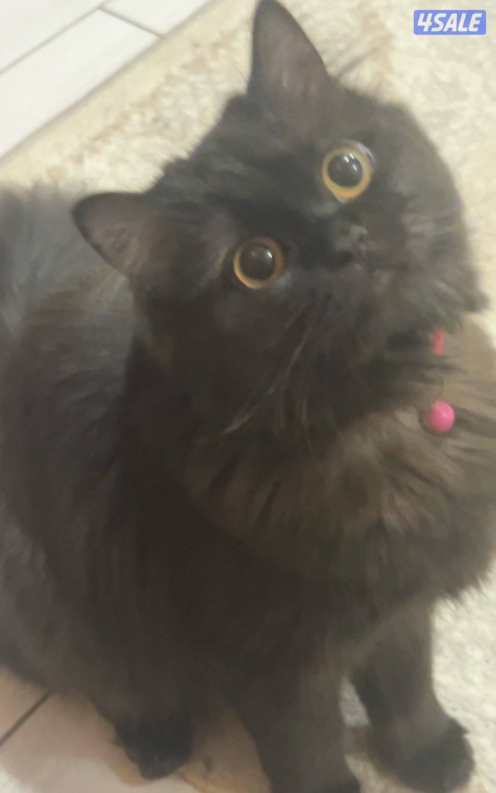 للتبني شيرازيه عمرها ٨ مطعمه كل تطعيمتها وتحب العب0