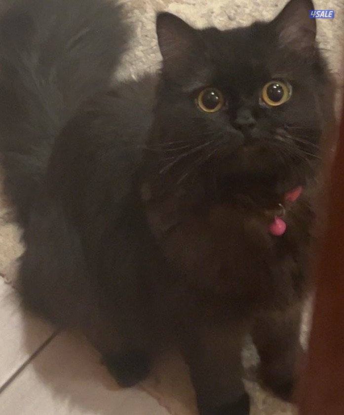 للتبني شيرازيه عمرها ٨ مطعمه كل تطعيمتها وتحب العب1