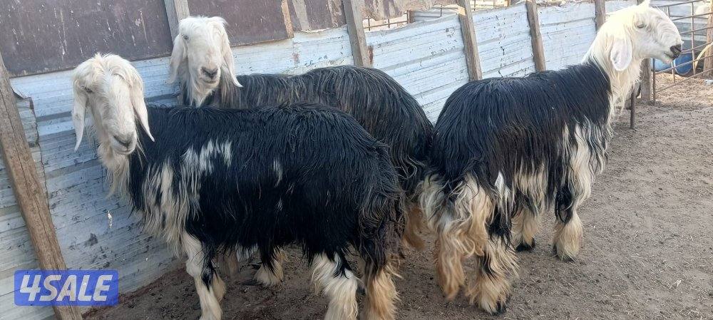 للبيع نجد طيبه0