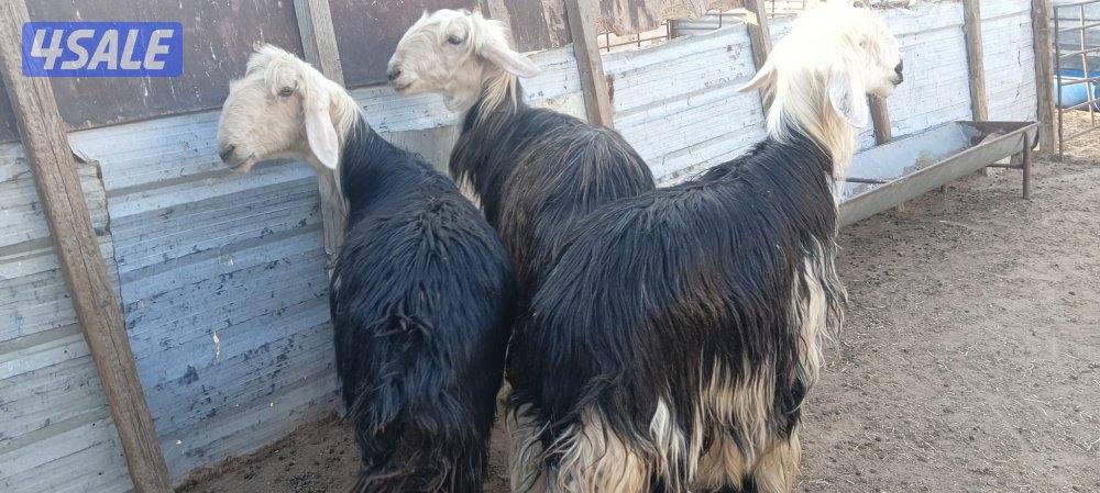 للبيع نجد طيبه1