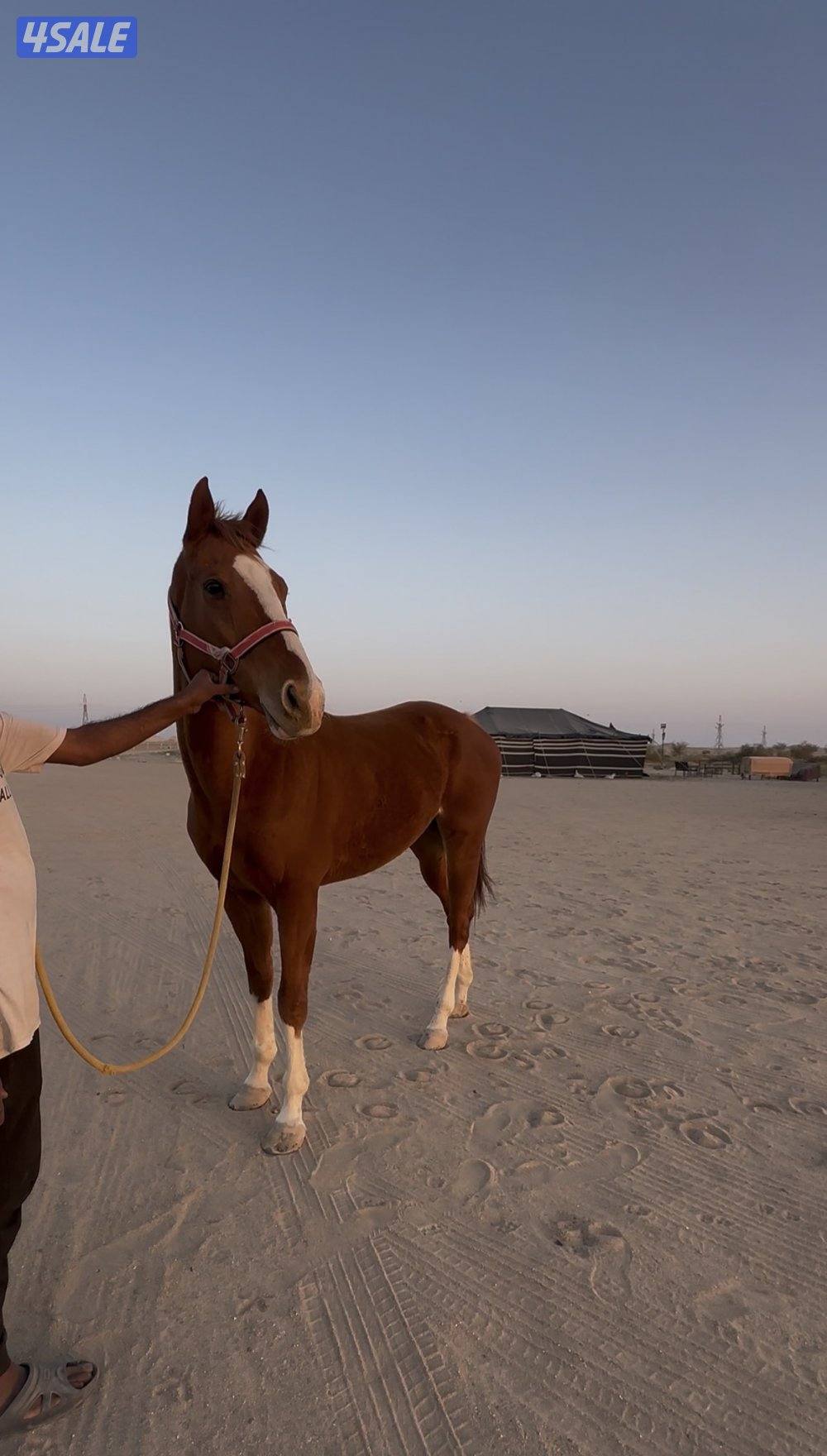 انجليزي فحل1