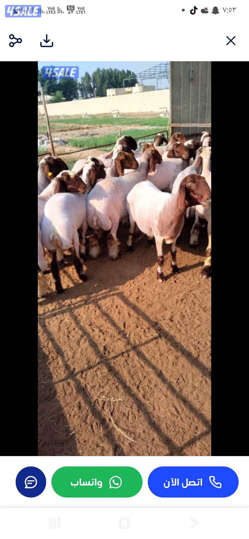 حلاق غنم وقص اظافر0