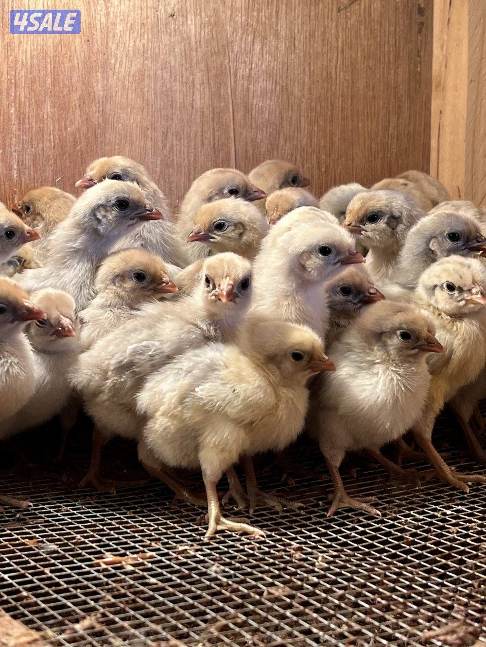 السلام عليكم متوفر فروخ فيومي قولد مطعمين والصحه ممتزه و اطباق بيض1