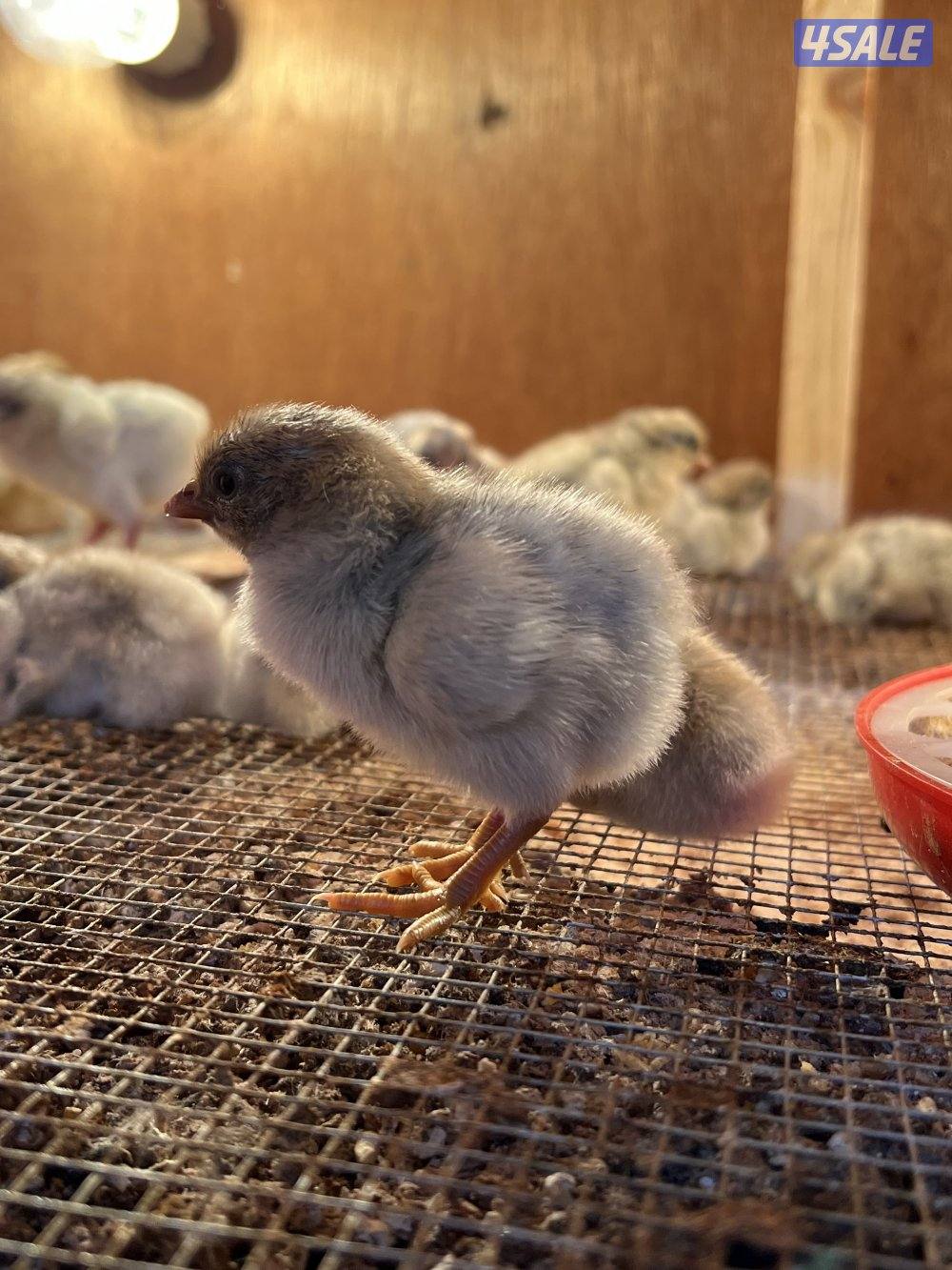 السلام عليكم متوفر فروخ فيومي قولد مطعمين والصحه ممتزه و اطباق بيض3