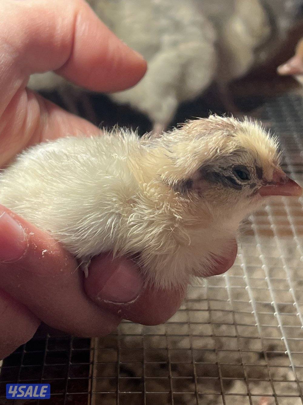 السلام عليكم متوفر فروخ فيومي قولد مطعمين والصحه ممتزه و اطباق بيض4